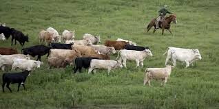 Il caso in Kansas: muoiono migliaia di bovini. Il caldo provoca una strage. Ecco il video sconcertante