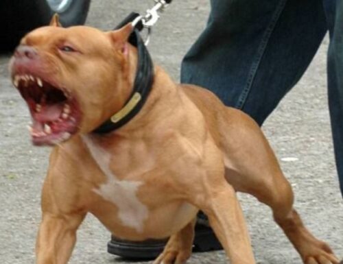 Pitbull scatena il panico nel parco: attacca i cani, uccide un gatto e terrorizza i passanti. Denunciato e sanzionato il padrone