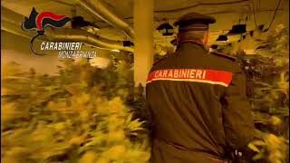 Como, scoperto un capannone con tremila piante di marijuana. In manette due albanesi (Video)