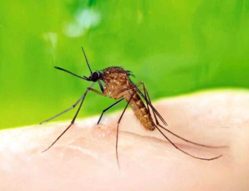 Allarme Ue sulle zanzare, l’Italia prima per contagi da febbre del Nilo